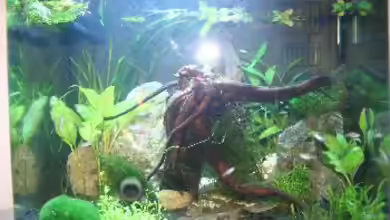 Becken 11674 von Simone Meinicke