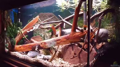 Becken 11679 von Jason