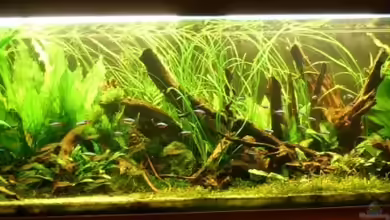 Becken 11688 von Rudi