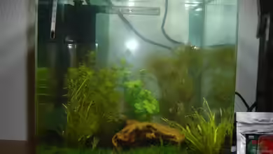 Becken 11712 von Herr11