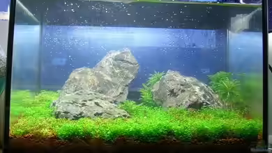 Becken 11719 von Johannes