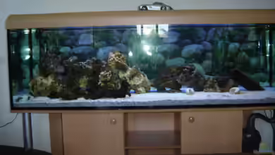 Becken 1172 von Thomas Wehner