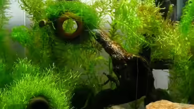 Becken 11747 von knutschi