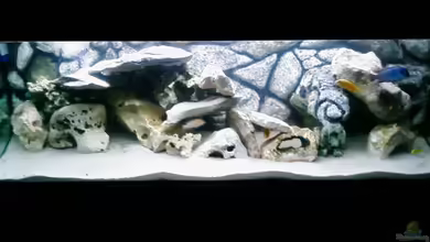 Becken 11825 von Angelo Miele