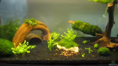 Becken 11838 von Koop