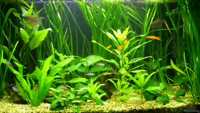 Becken 11843 von Elmar Langer