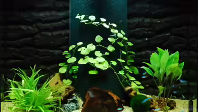 Becken 11888 von auecheck