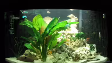 Becken 1190 von Andreas Herbrich