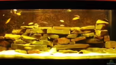 Becken 11922 von nici