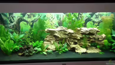 Becken 1194 von Onkel-Tom