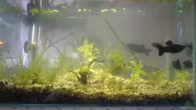 Becken 11945 von Christoph H. (12)