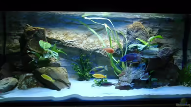 Becken 11948 von Sven Roland