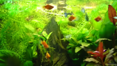 Becken 11965 von Mischa