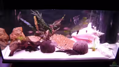 Becken 11966 von Marcydacy