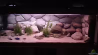 Becken 11992 von Sandro Wiery