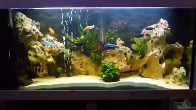 Becken 11993 von Jani