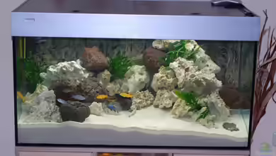 Becken 11994 von Swen Rengers