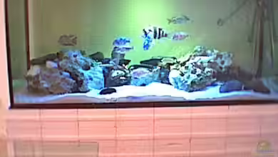 Becken 12 von Georg Philipp Schwarz