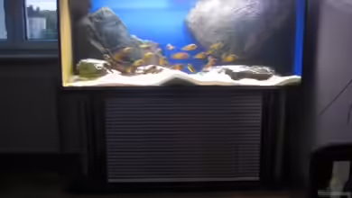 Becken 12035 von Simmal