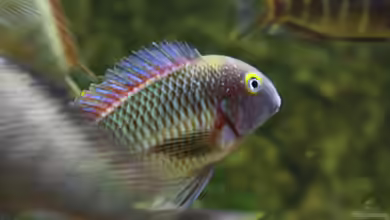 Becken 12042 von Noci