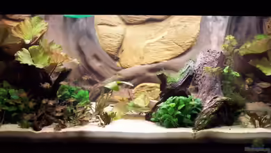 Becken 12050 von cupra2009