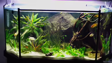 Becken 12076 von Seschat