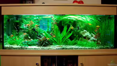 Becken 12117 von Floyd