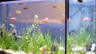 Becken 12120 von Cristian Bayerl