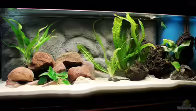 Becken 12138 von Tanganjika_160_Liter