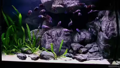 Becken 12140 von Pütti