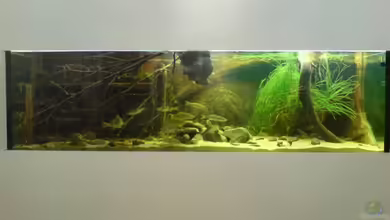 Becken 12154 von Friedrich Tietze