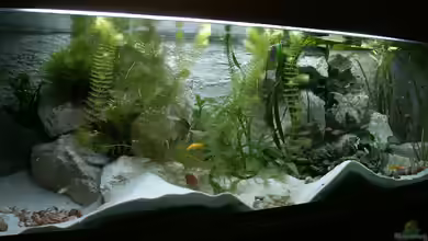 Becken 1219 von Joker