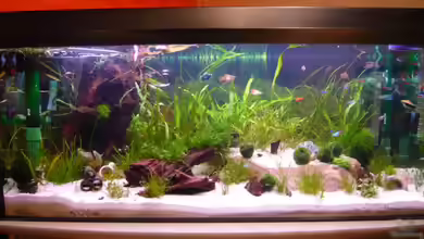 Becken 12199 von Bohnellie