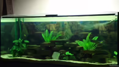 Becken 12205 von Sponge Bob