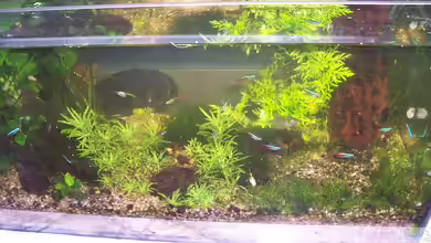 Becken 12220 als Raumteiler "aufgelöst" von Jens J.