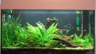 Becken 12239 von Grambo