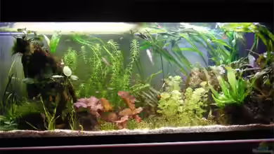 Becken 12257 von Krätzchen