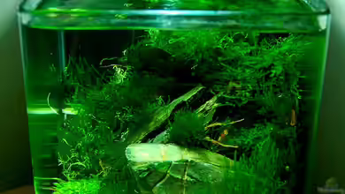 Becken 12268 von Jo The Fish