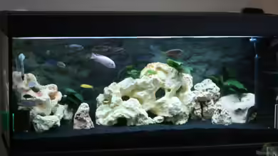 Becken 12270 von firetux