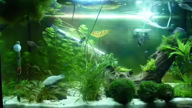 Becken 12272 von Sonja