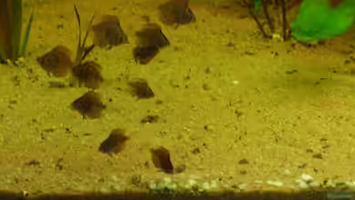 Becken 12280 von Eichi82