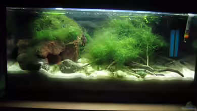 Becken 12292 von Frank Förster