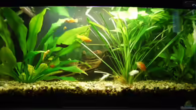 Becken 12324 von Atalanta