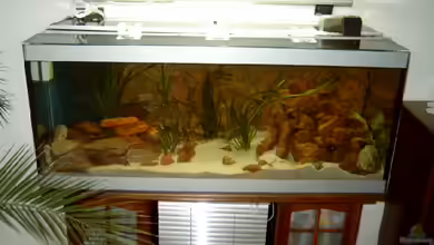 Becken 1239 von Torsten Nikolaus