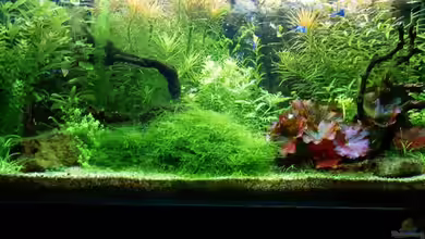 Becken 12411 von zaffa