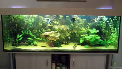 Becken 12421 von Hamberger