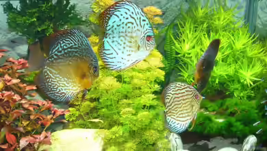 Becken 12427 von Martin Pargmann