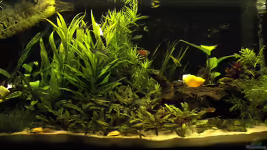 Becken 12429 von adriiimo