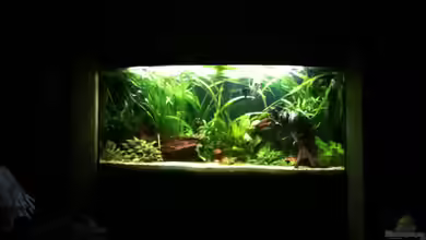 Becken 12464 von onil