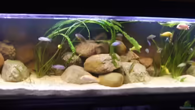 Becken 12498 von Venustus